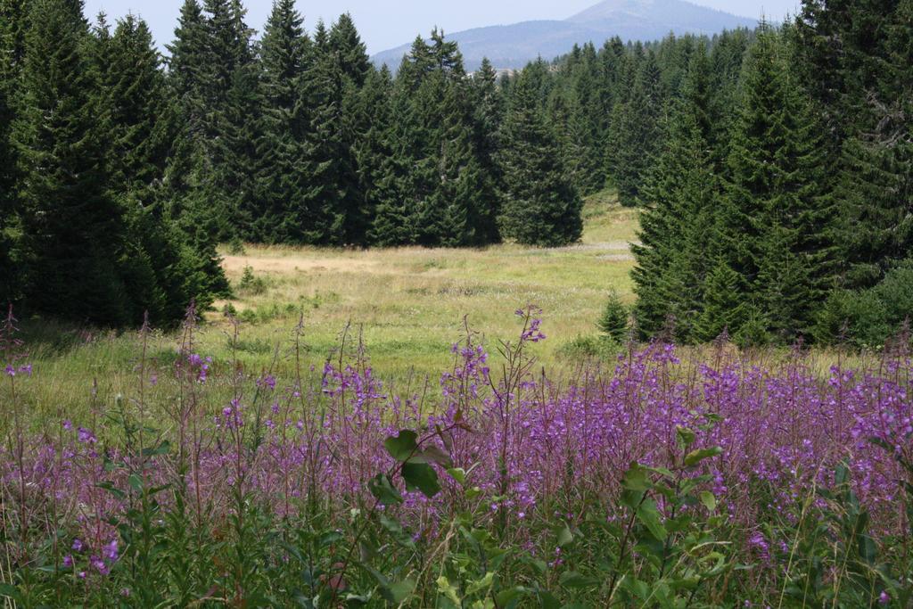 Apartment G6 Kopaonik Exteriér fotografie
